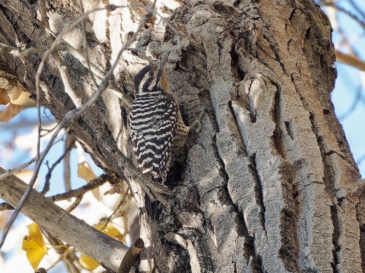 Ladder-backed Woodpecker - ML646934223