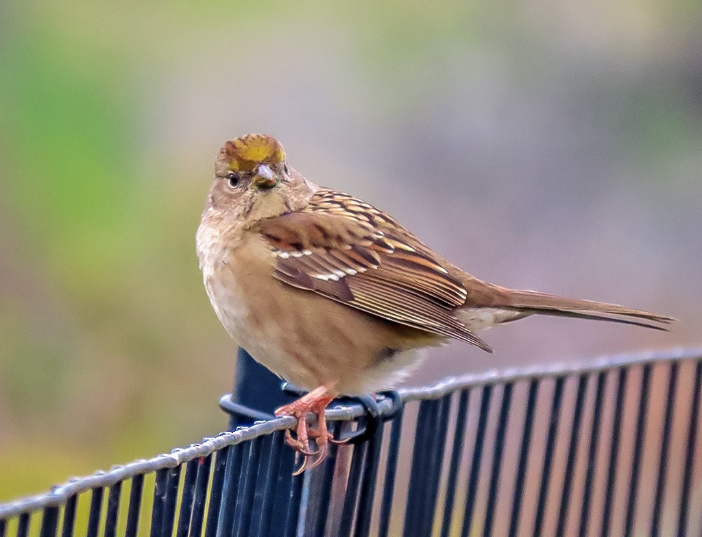 Kronenammer - ML646934224