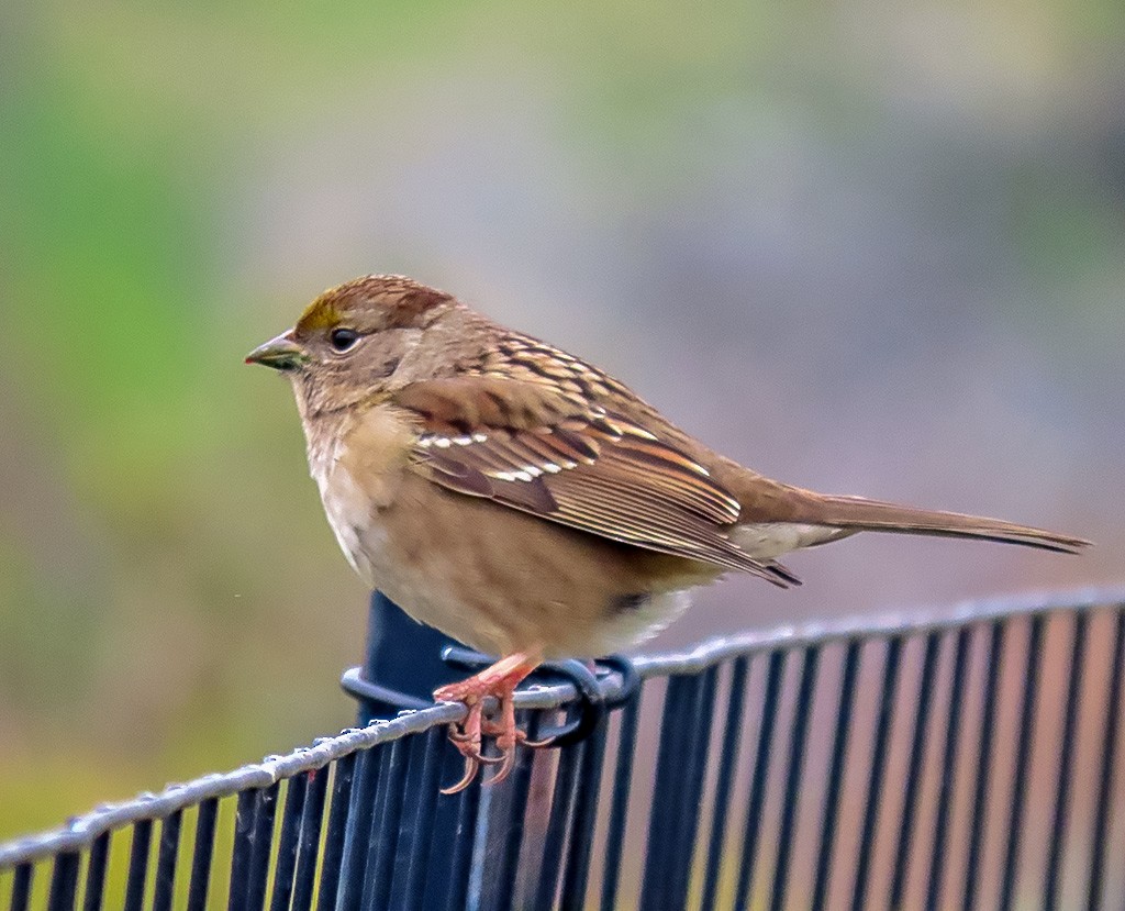 Kronenammer - ML646934225