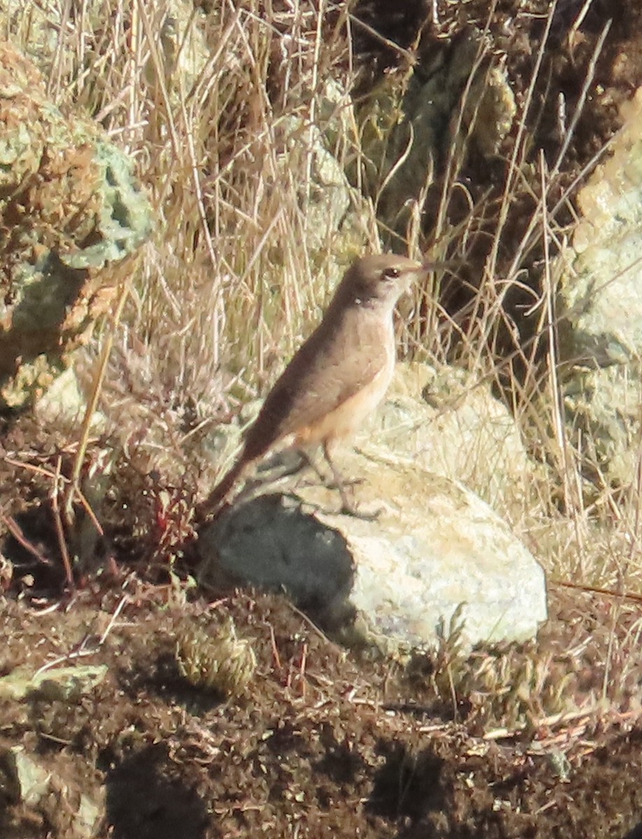 Rock Wren - ML646934226