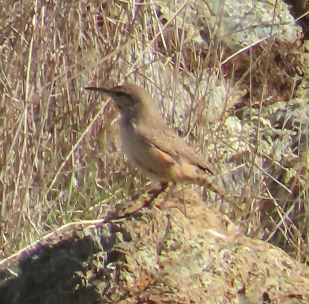 Rock Wren - ML646934227