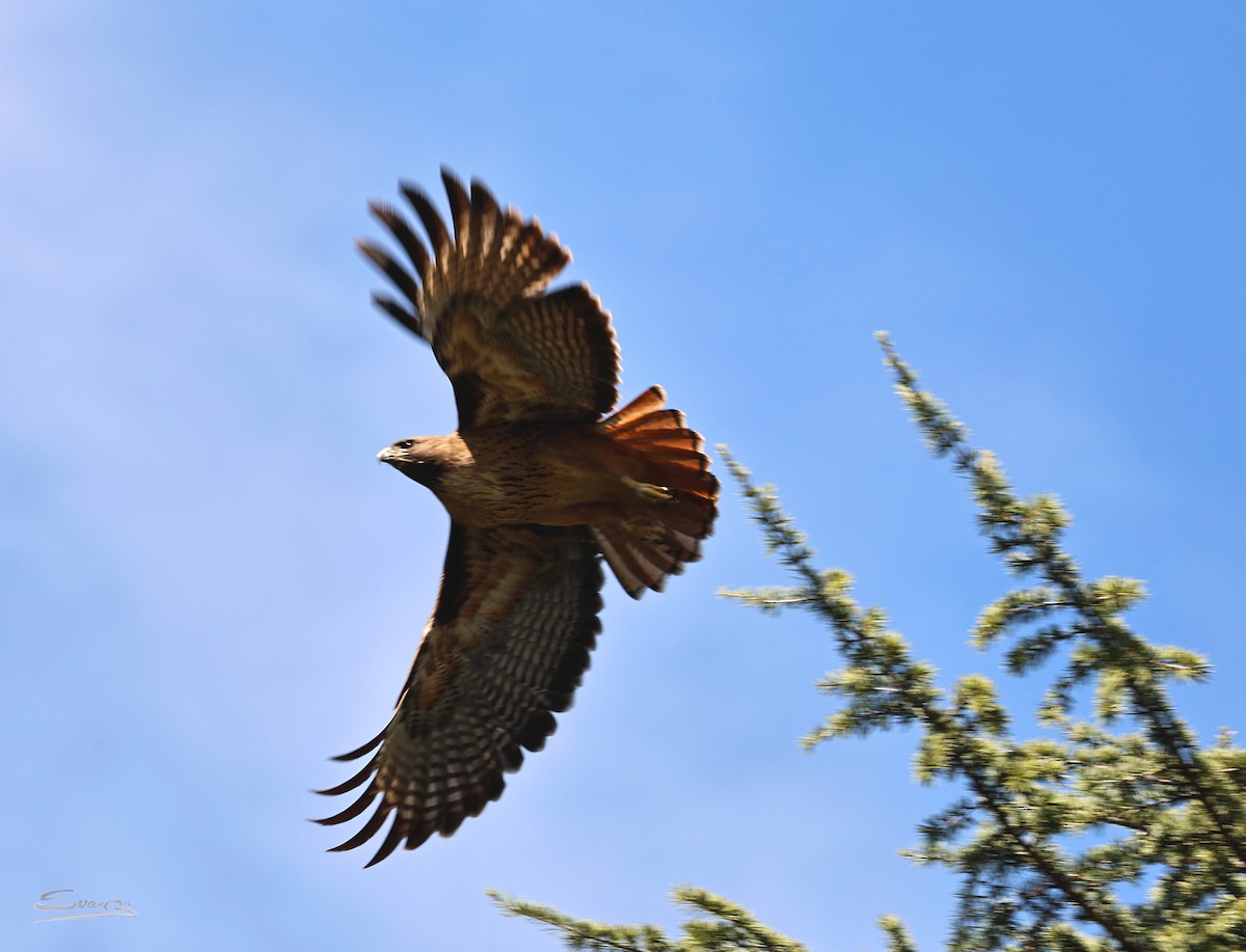 Busardo Colirrojo - ML646934230