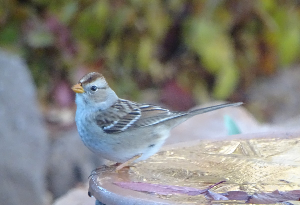 White-crowned Sparrow - ML646934231