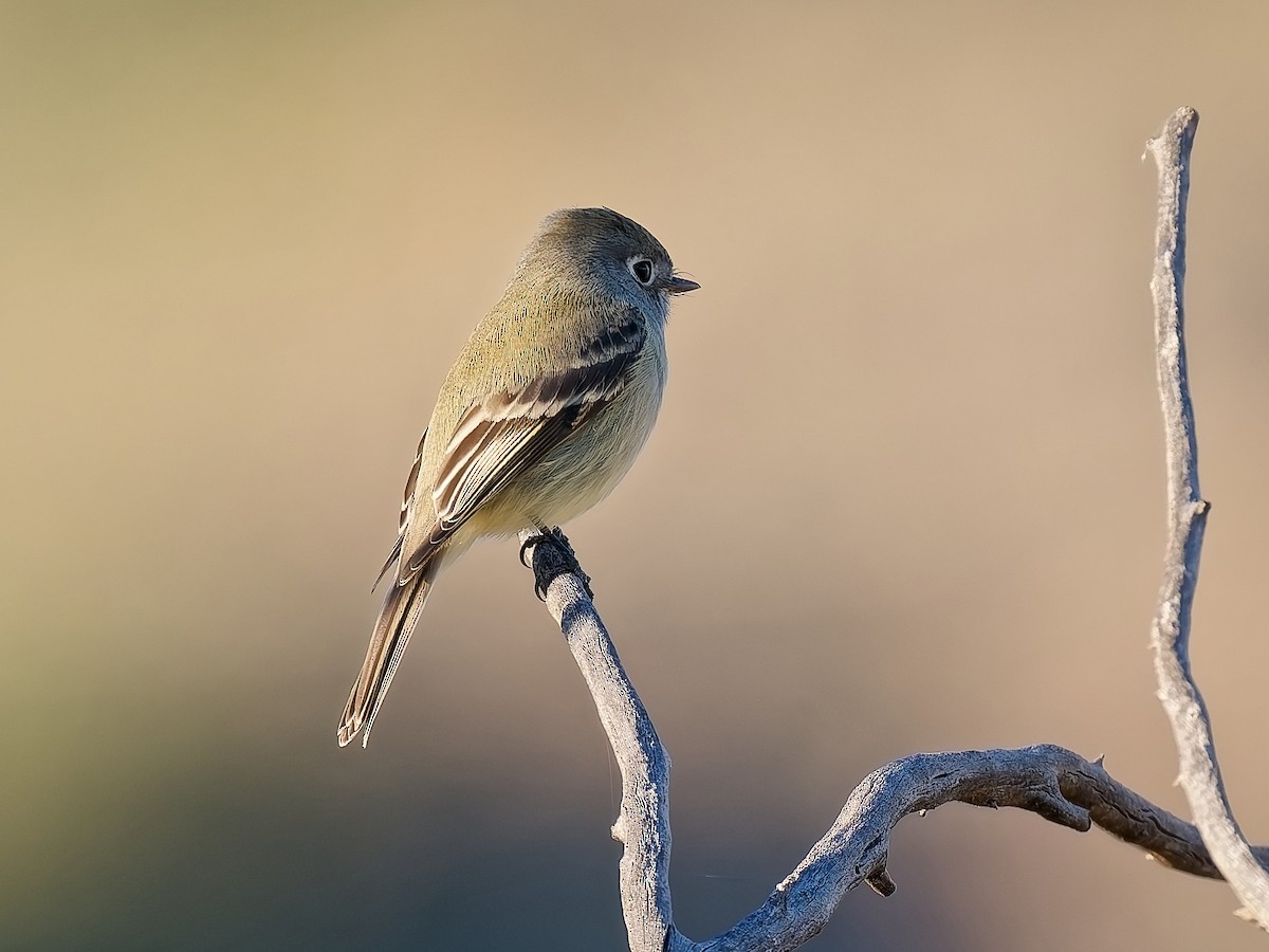 Hammond's Flycatcher - ML646934233