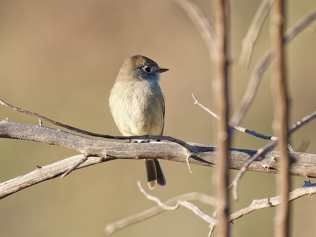 Hammond's Flycatcher - ML646934234