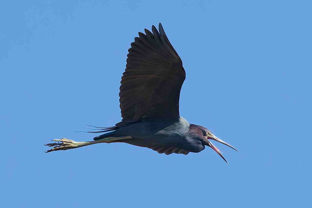 Little Blue Heron - ML646934235