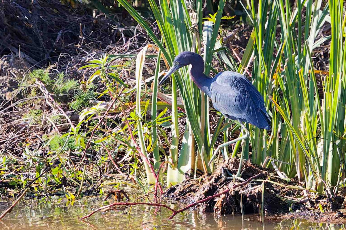 Little Blue Heron - ML646934236