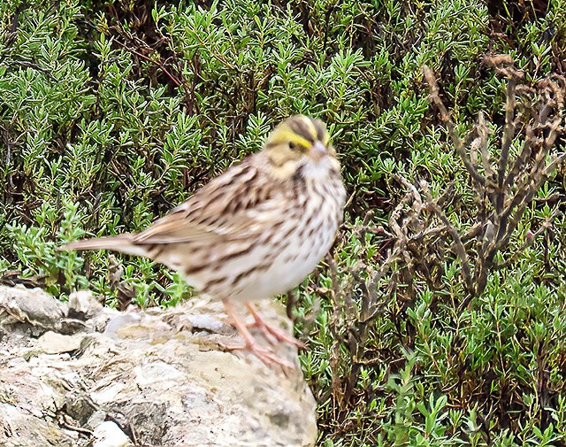 Grasammer - ML646934239