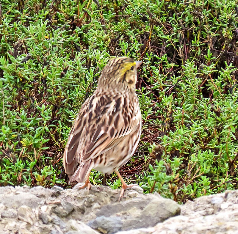 Grasammer - ML646934240