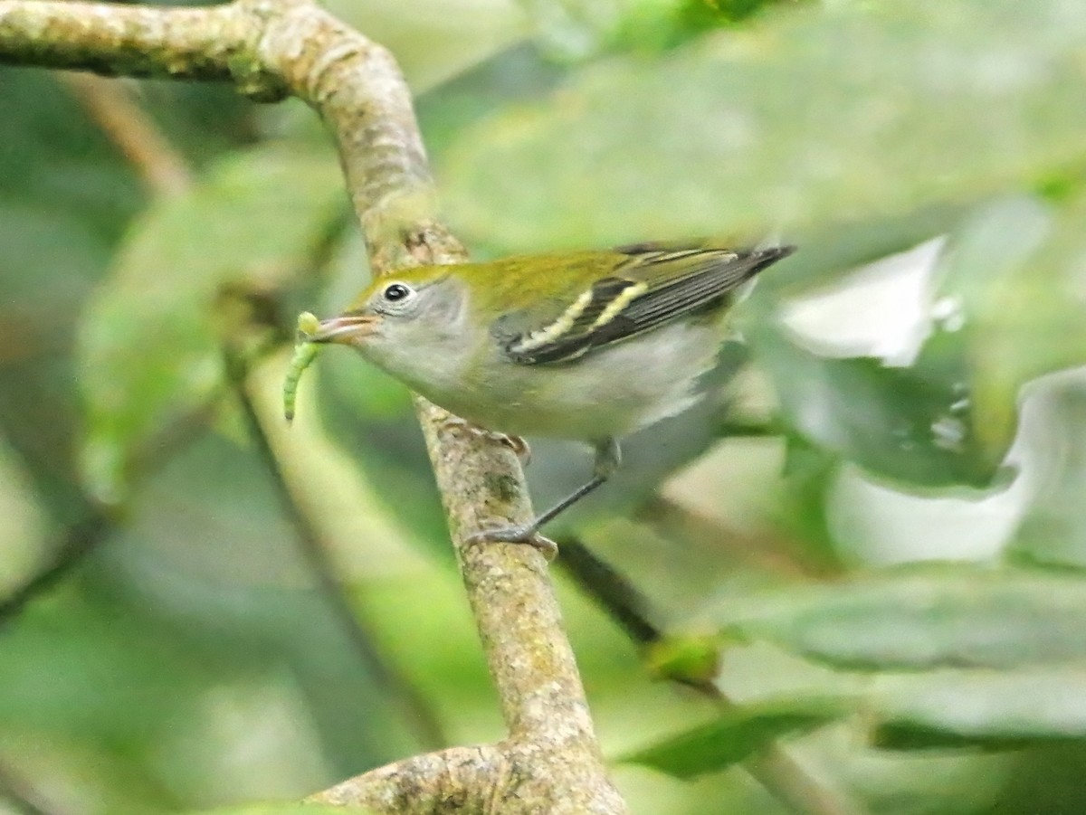 Paruline à flancs marron - ML646934241