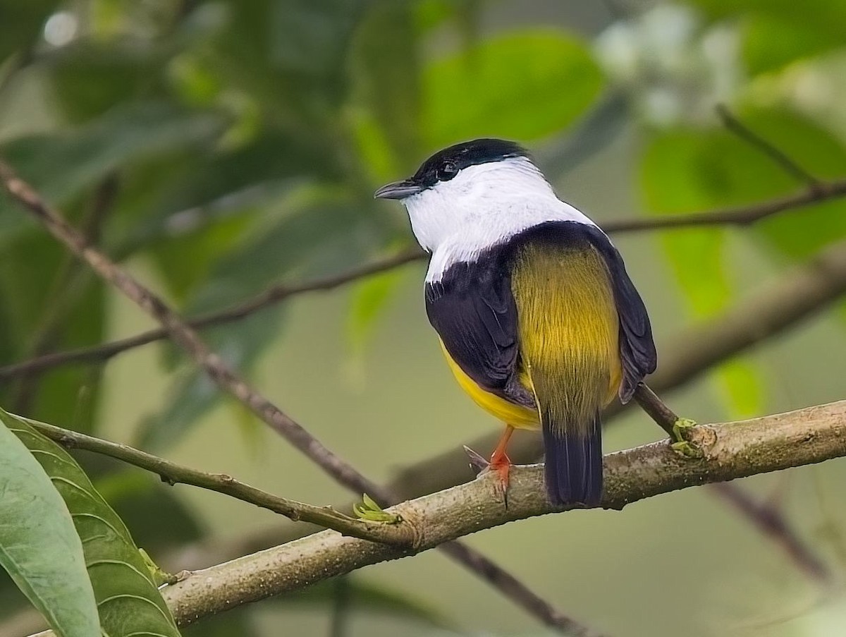 White-collared Manakin - ML646934242