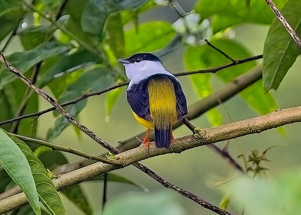 White-collared Manakin - ML646934243