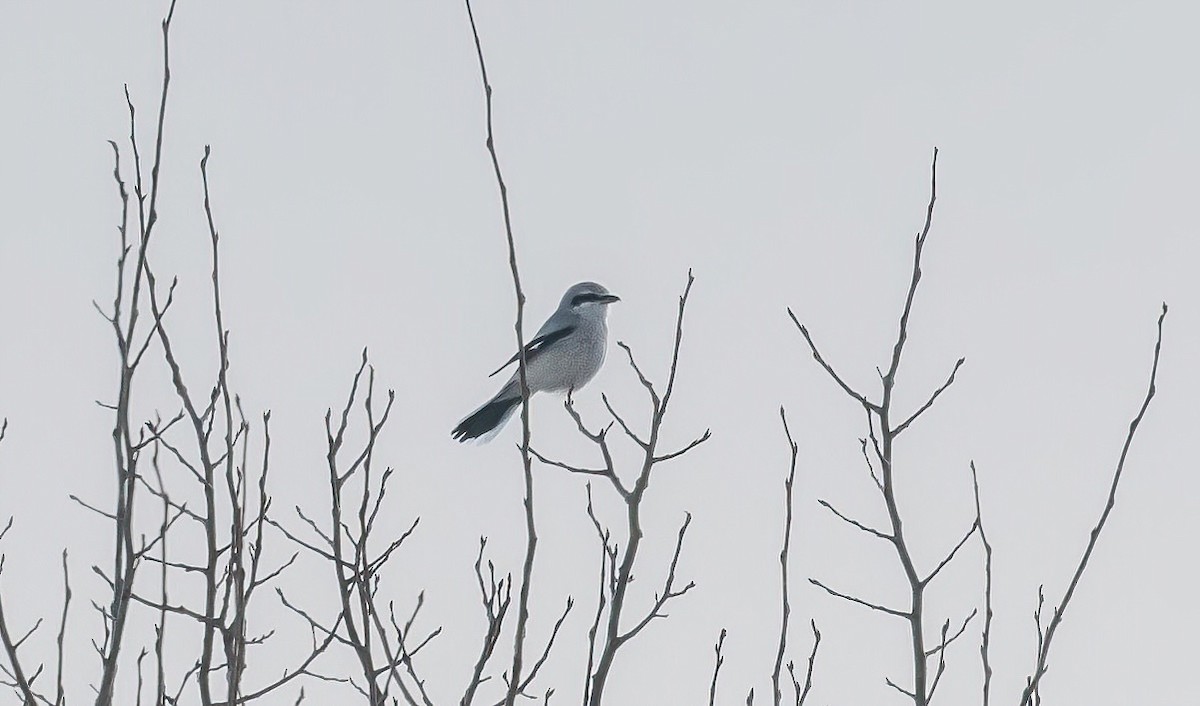 ťuhýk severní - ML646934245