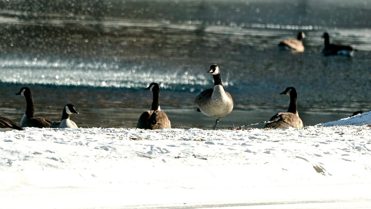 カナダガン - ML646934246