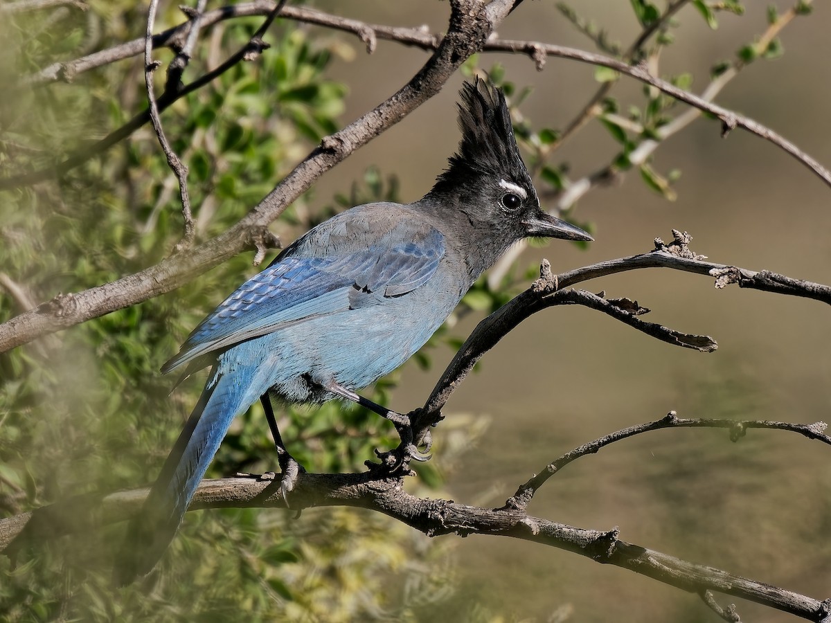 Steller's Jay - ML646934251