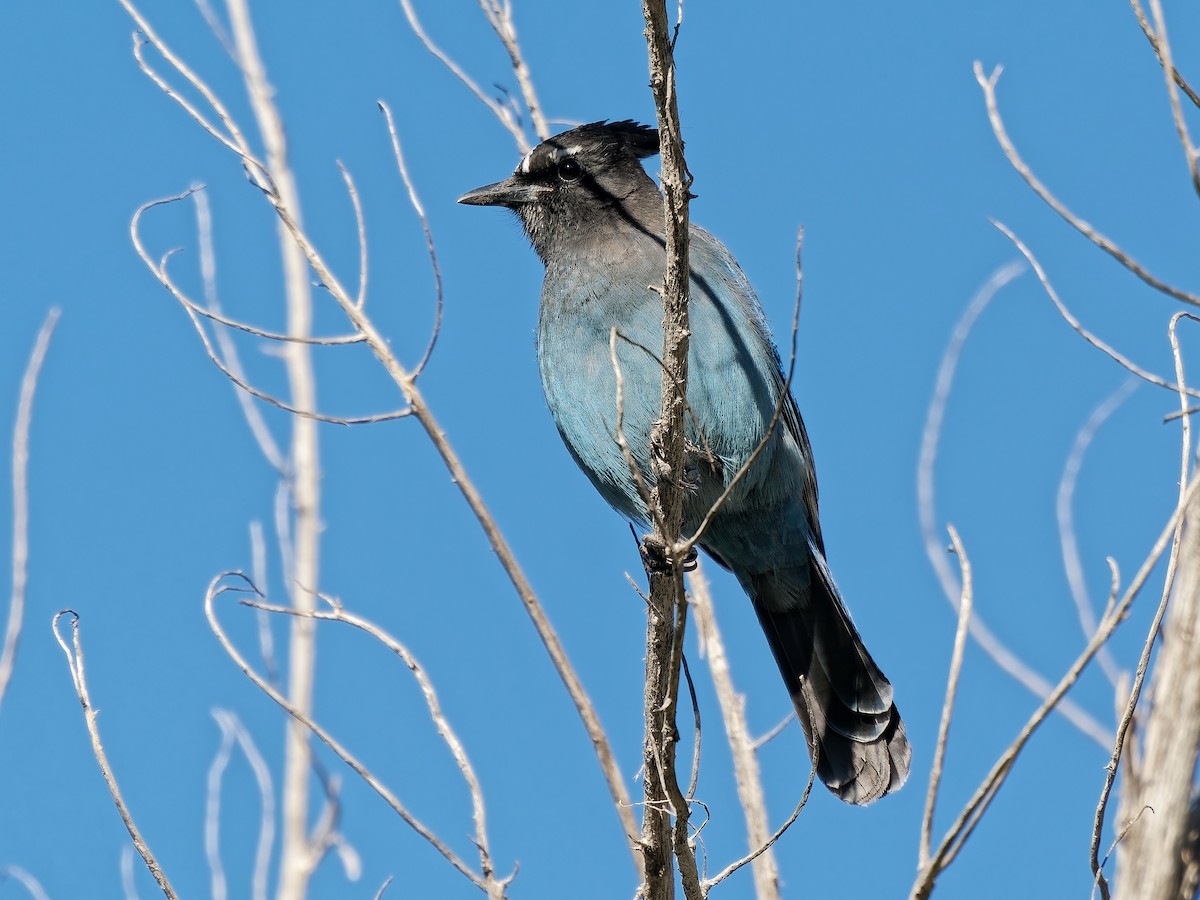 Steller's Jay - ML646934252
