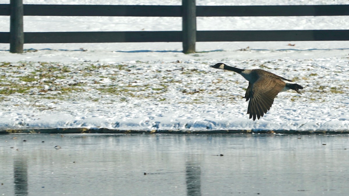カナダガン - ML646934253