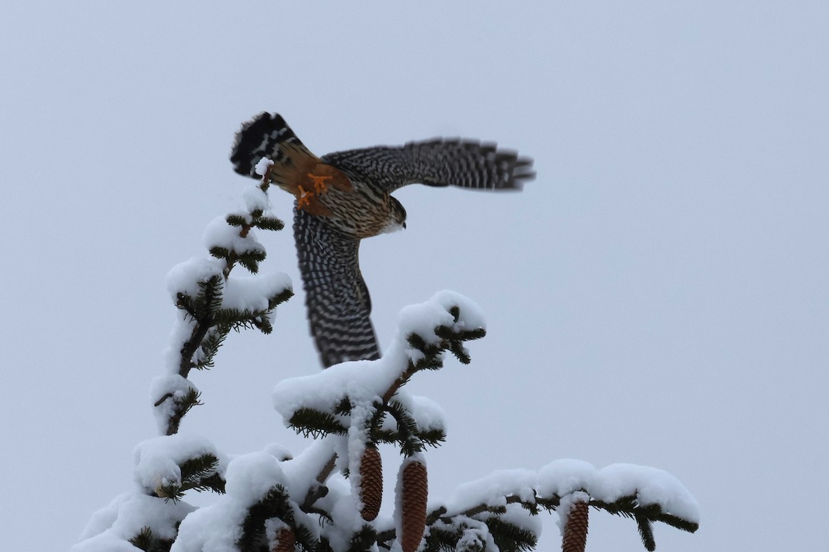 Merlin - ML646934257