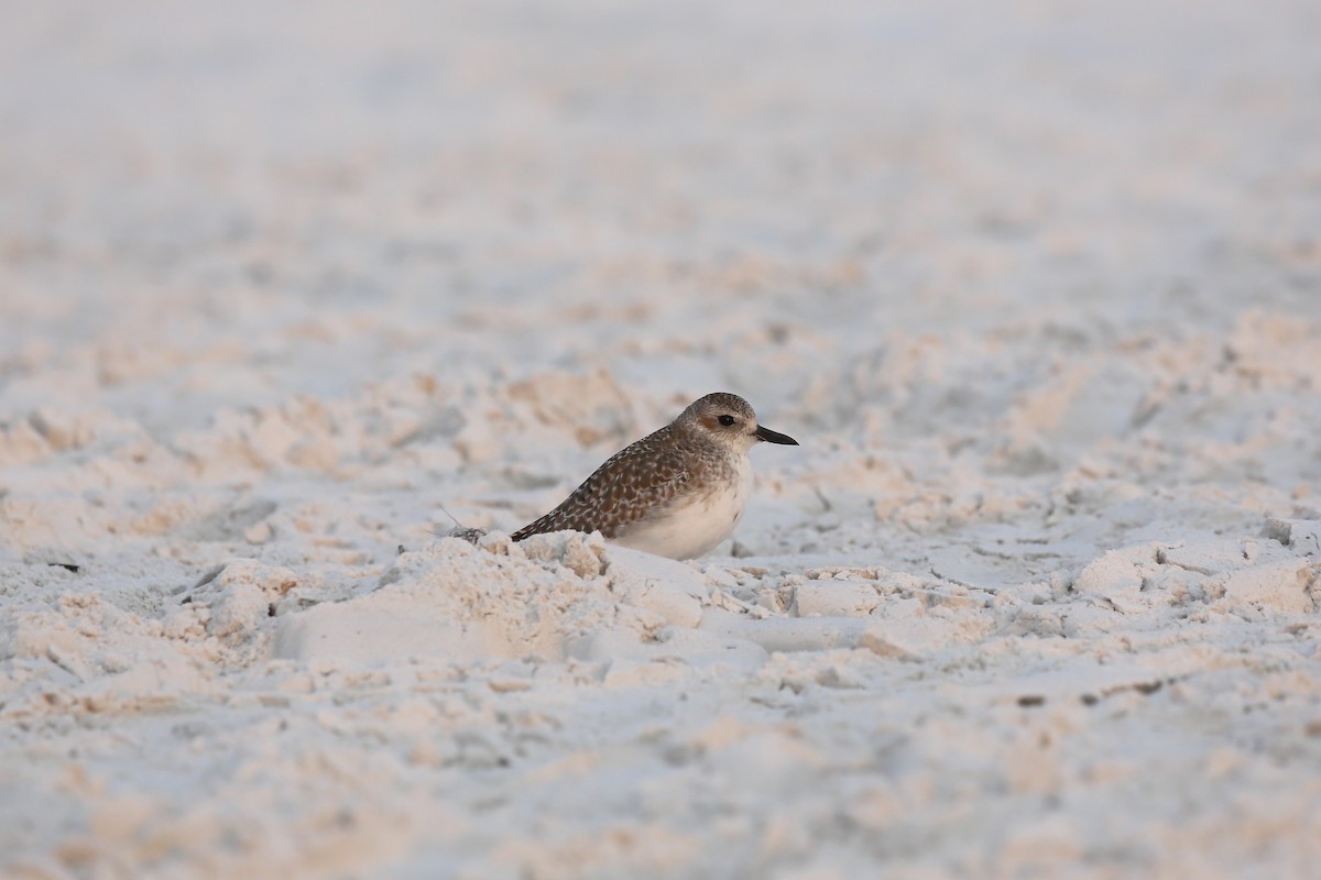 Chorlito Gris - ML646934258