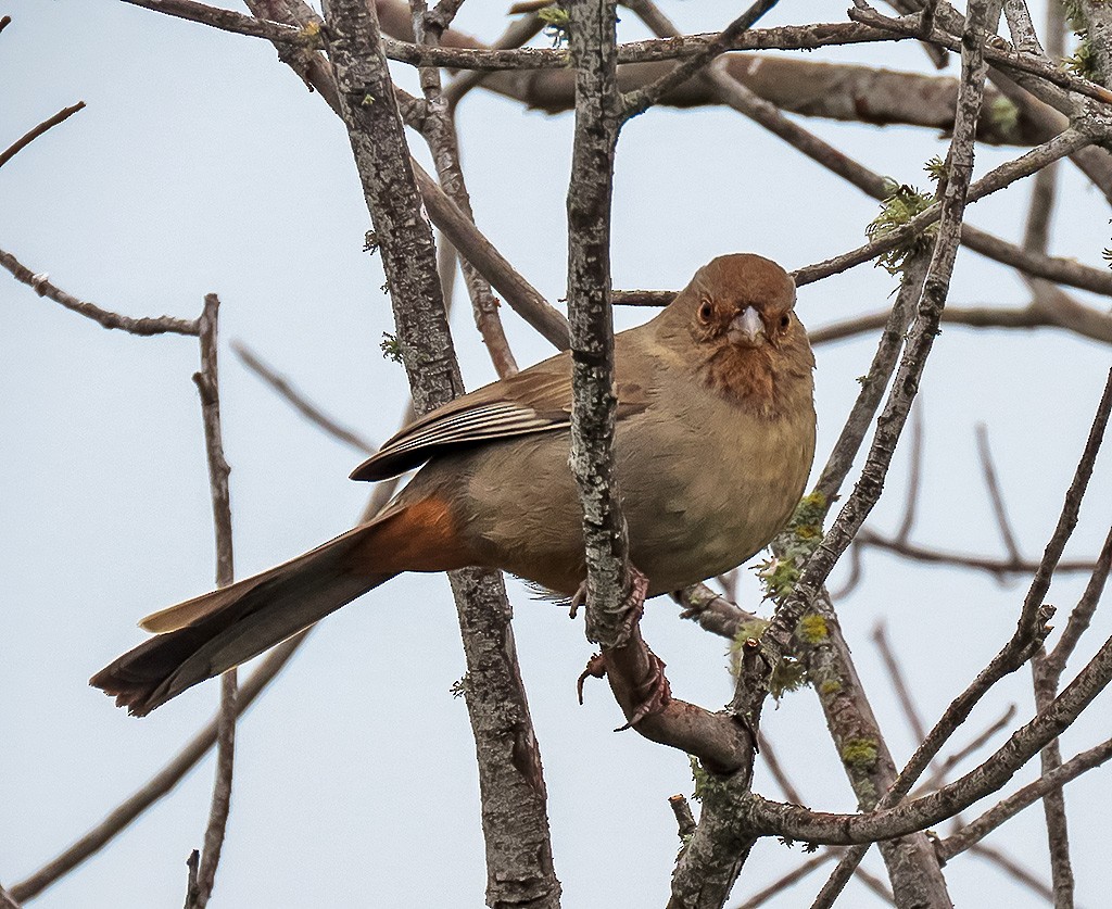 Kaliforniengrundammer - ML646934259