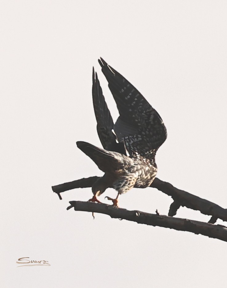 Esmerejón - ML646934261