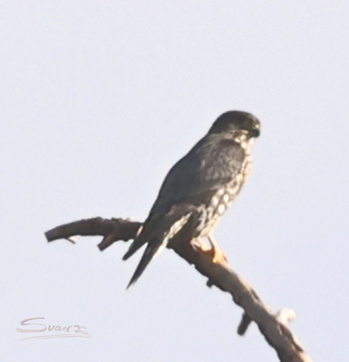 Esmerejón - ML646934262