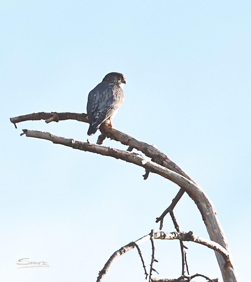Esmerejón - ML646934263