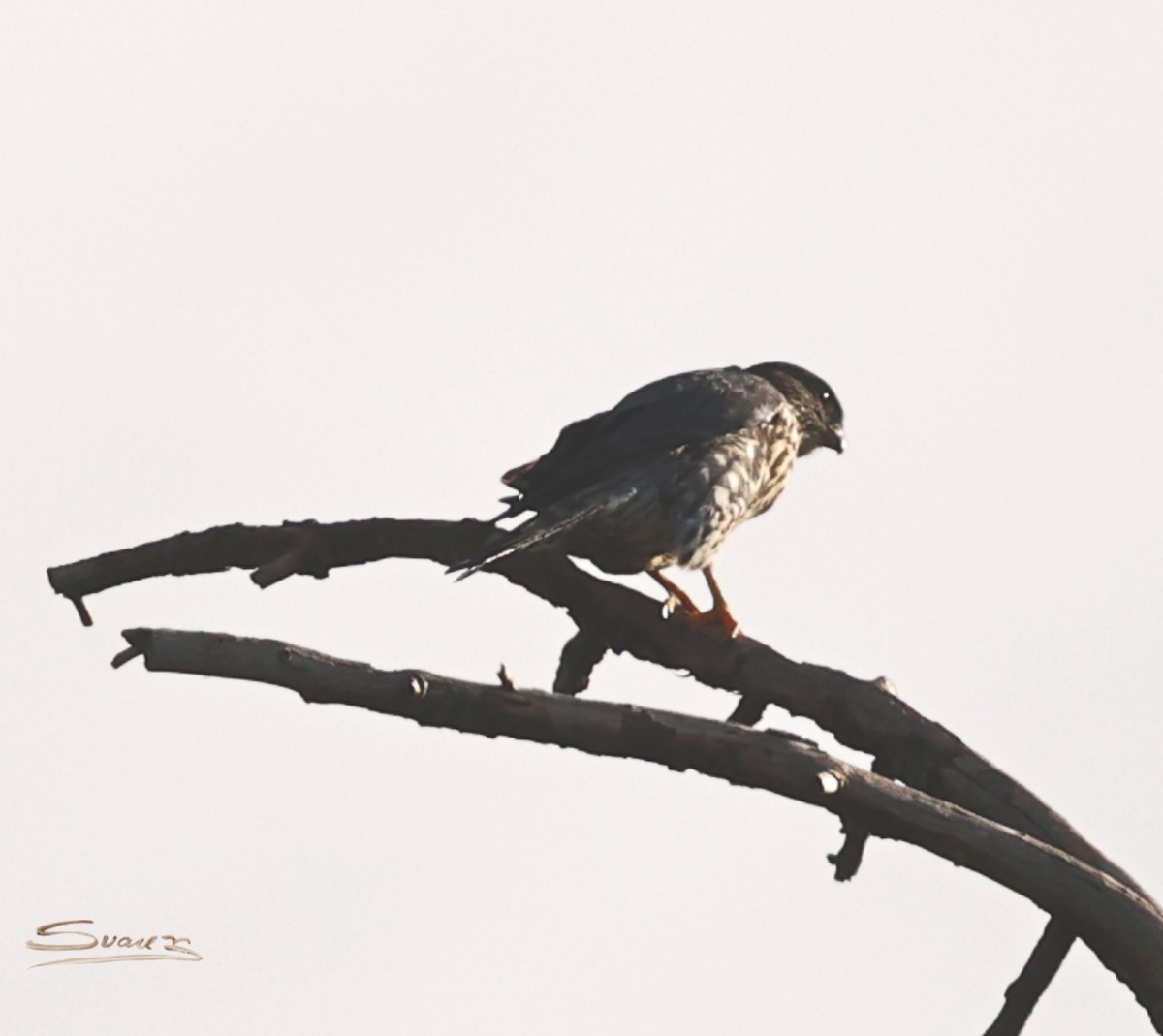 Esmerejón - ML646934264