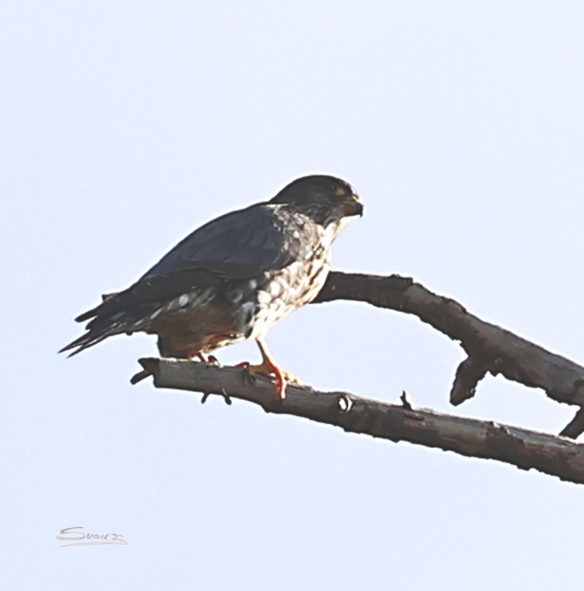 Esmerejón - ML646934265