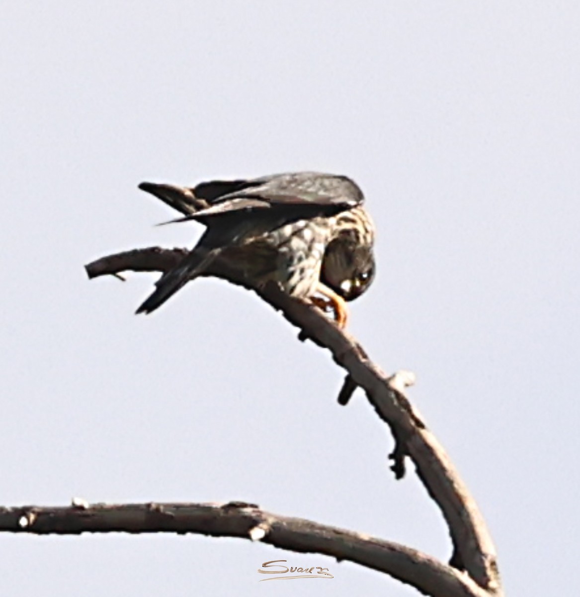 Esmerejón - ML646934266