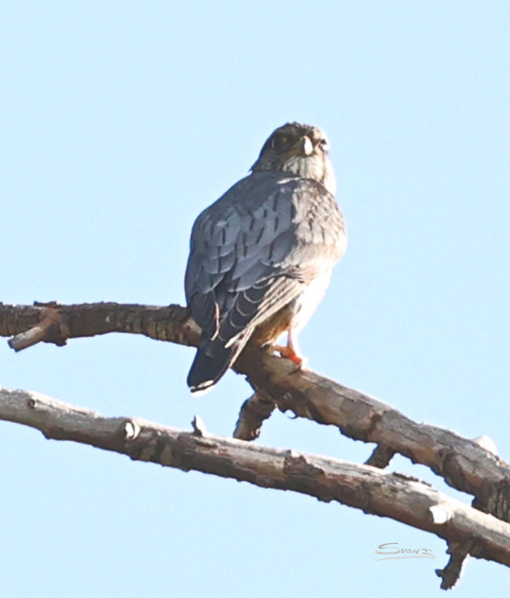 Esmerejón - ML646934267