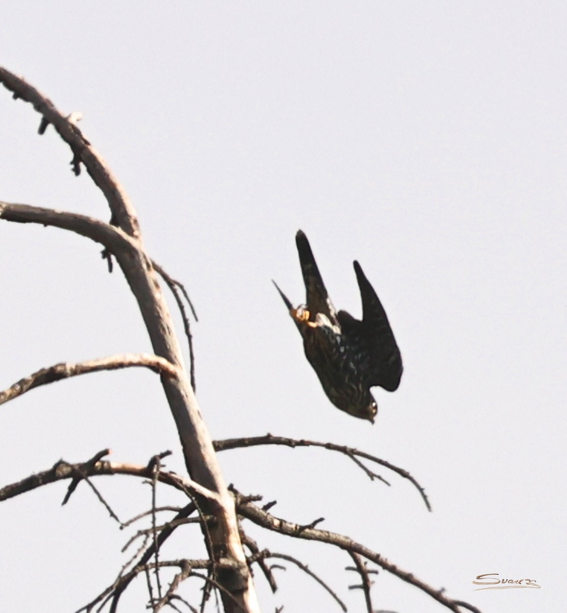 Esmerejón - ML646934268