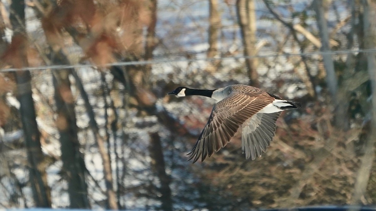 カナダガン - ML646934270