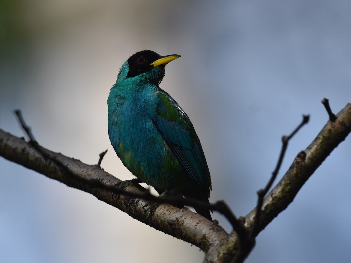 Mielerito Verde - ML646934271