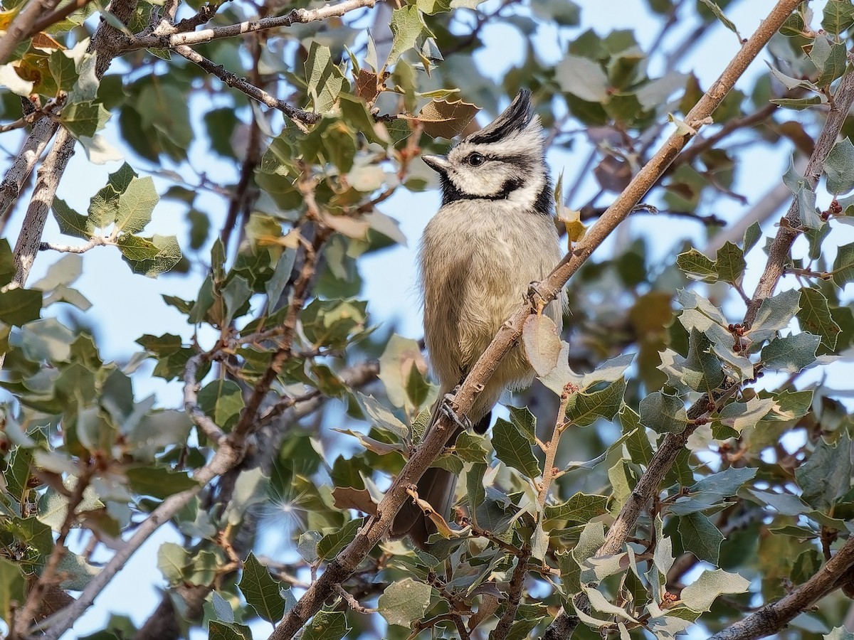 Bridled Titmouse - ML646934272