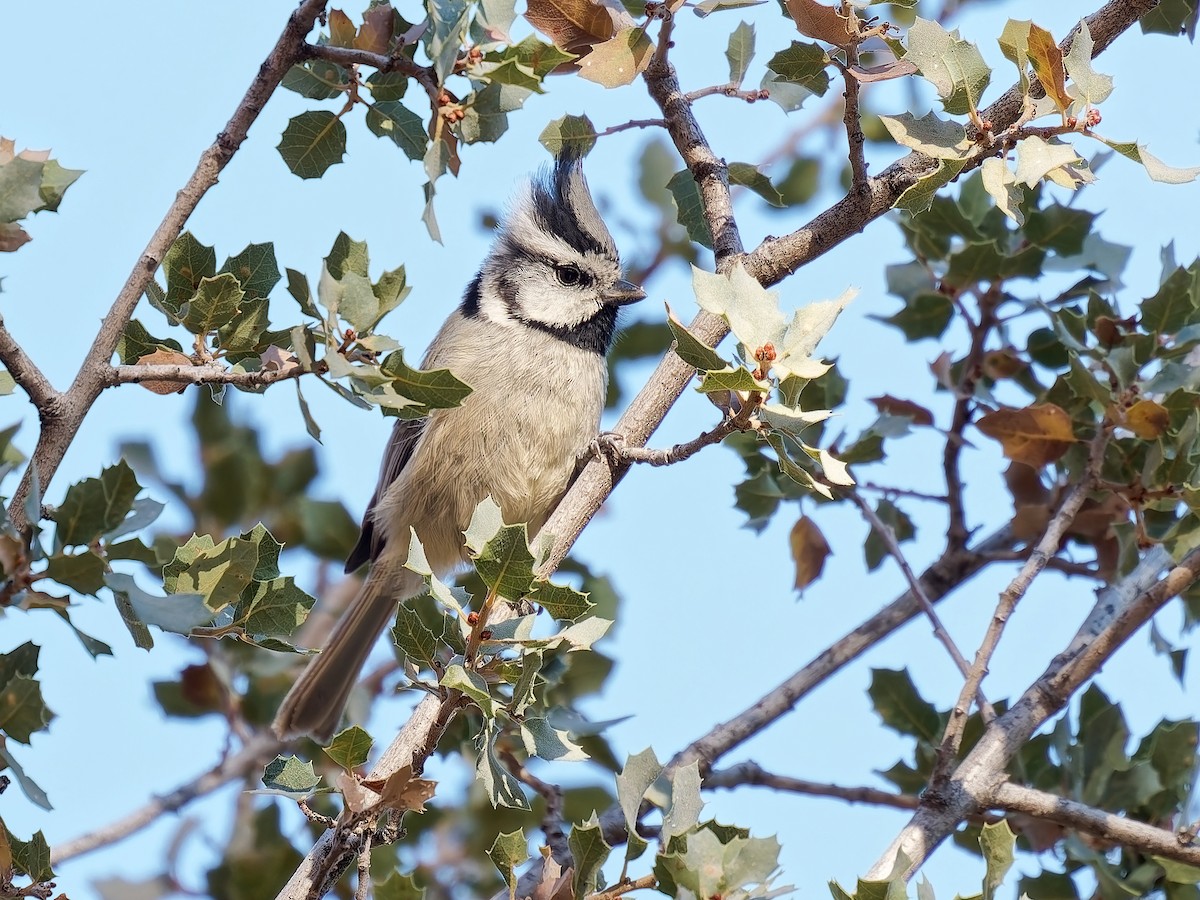 Bridled Titmouse - ML646934273