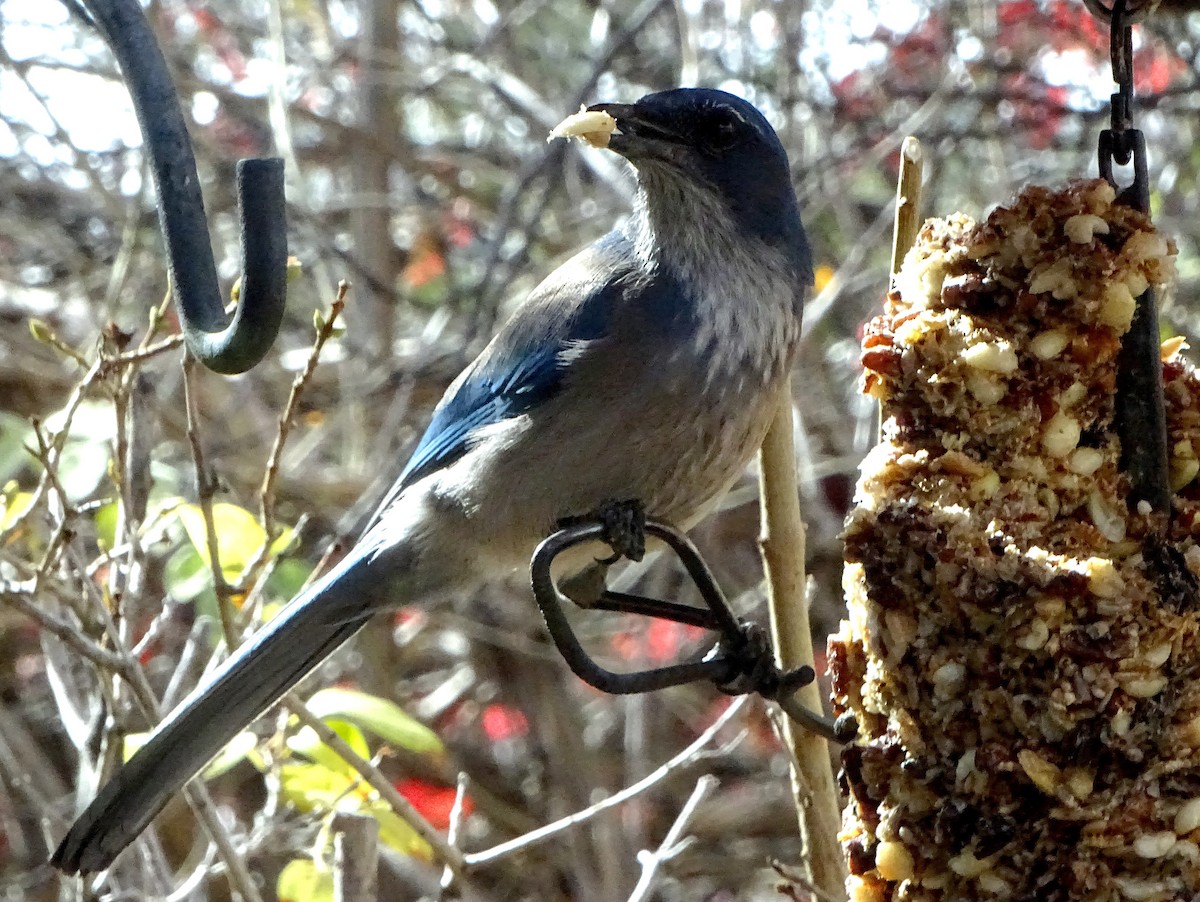 Woodhouse's Scrub-Jay - ML646934274