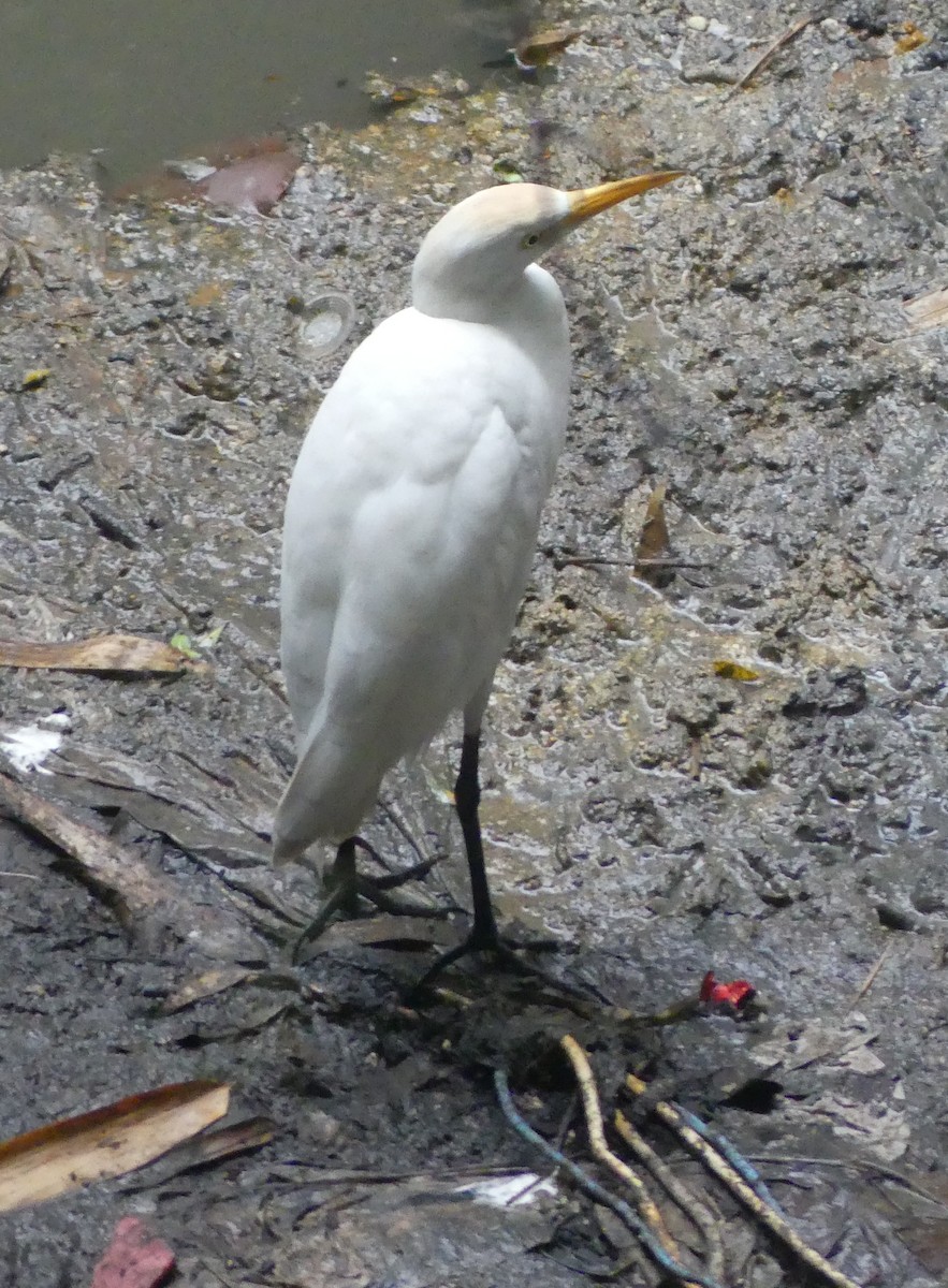 אנפית בקר מערבית - ML646934278