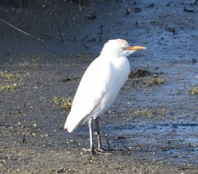 אנפית בקר מערבית - ML646934279