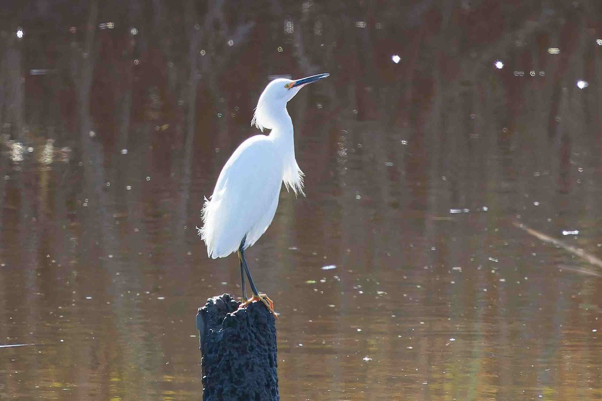 Snowy Egret - ML646934280