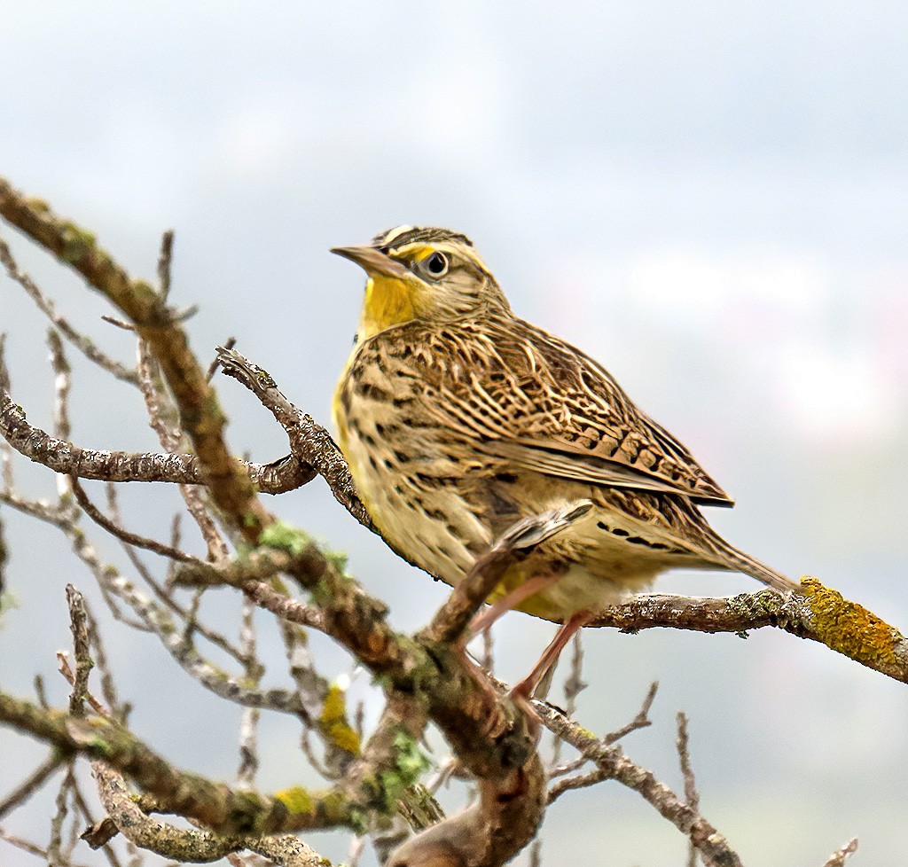 Wiesenstärling - ML646934288