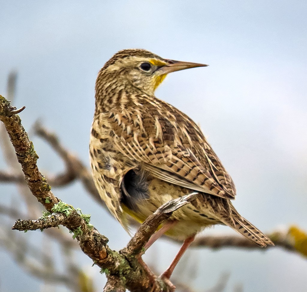 Wiesenstärling - ML646934289