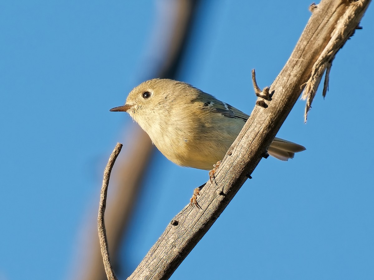 מלכילון אמריקני - ML646934290