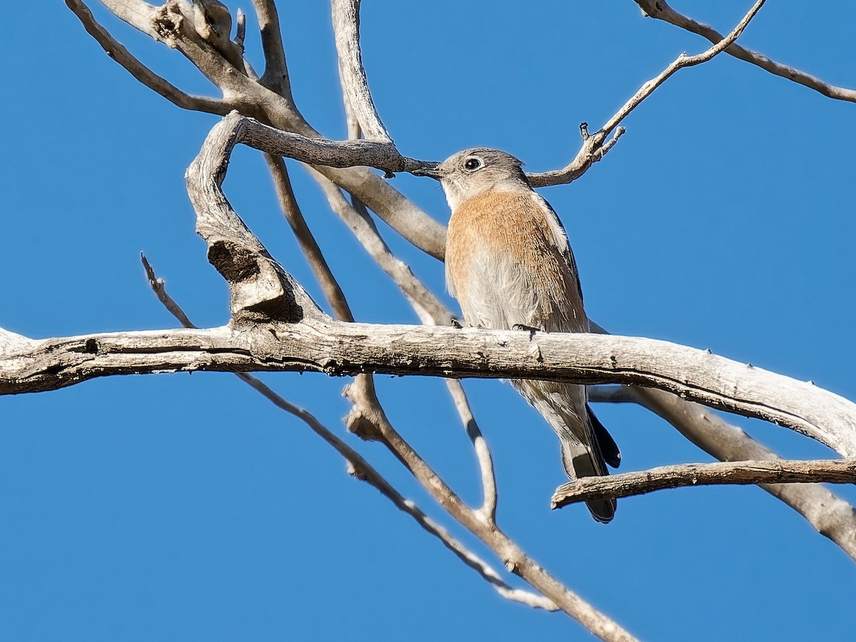 Western Bluebird - ML646934295
