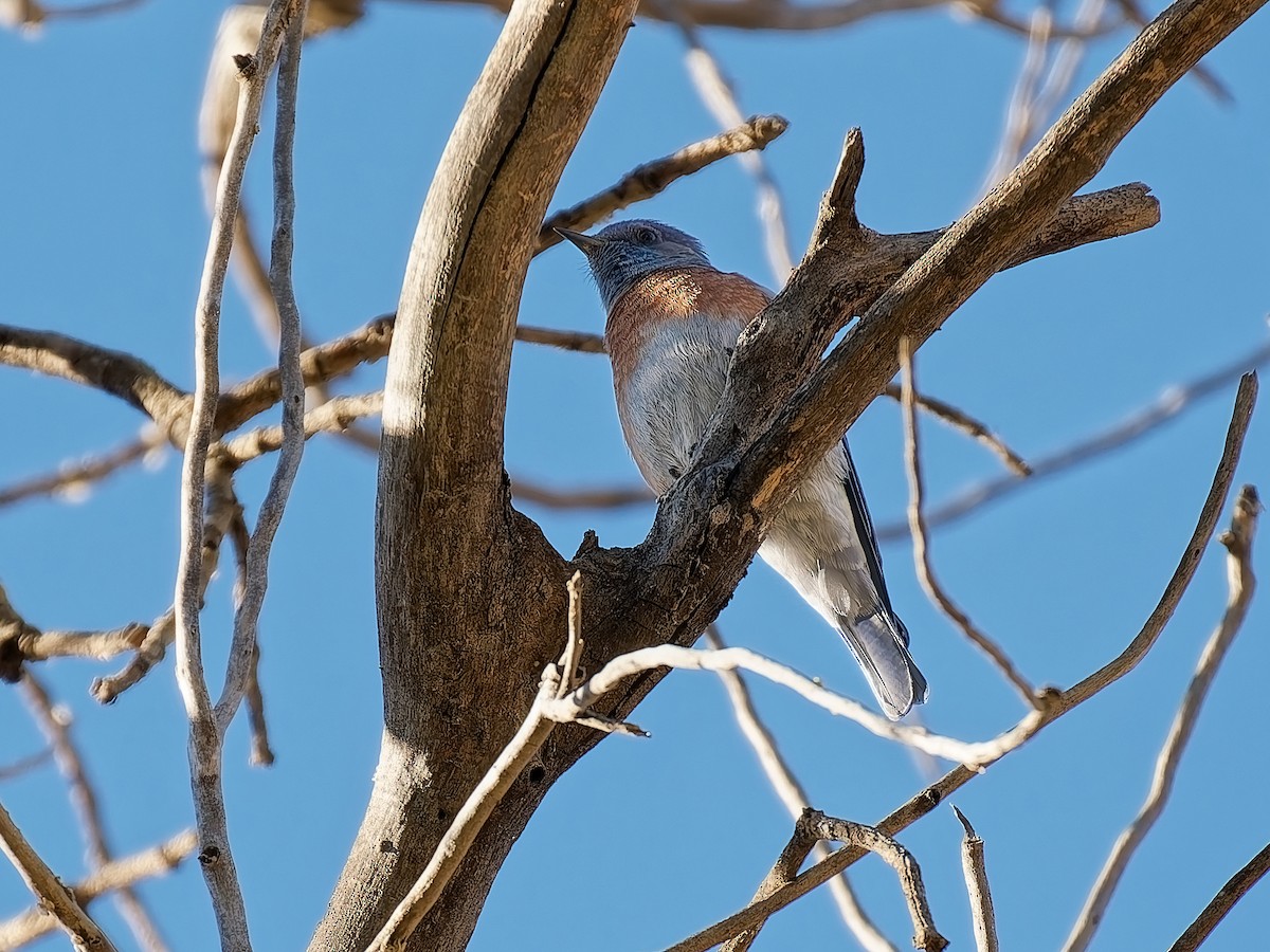Western Bluebird - ML646934296
