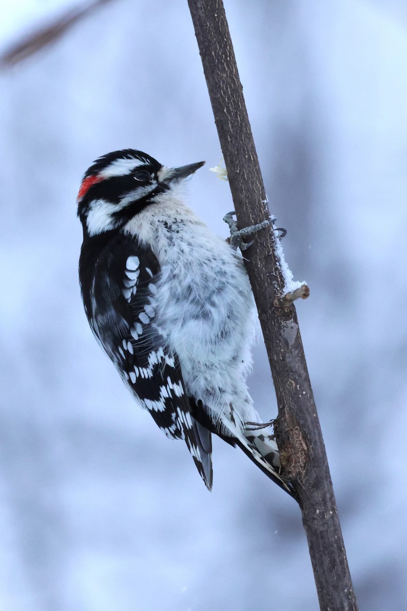 Downy Woodpecker - ML646934297