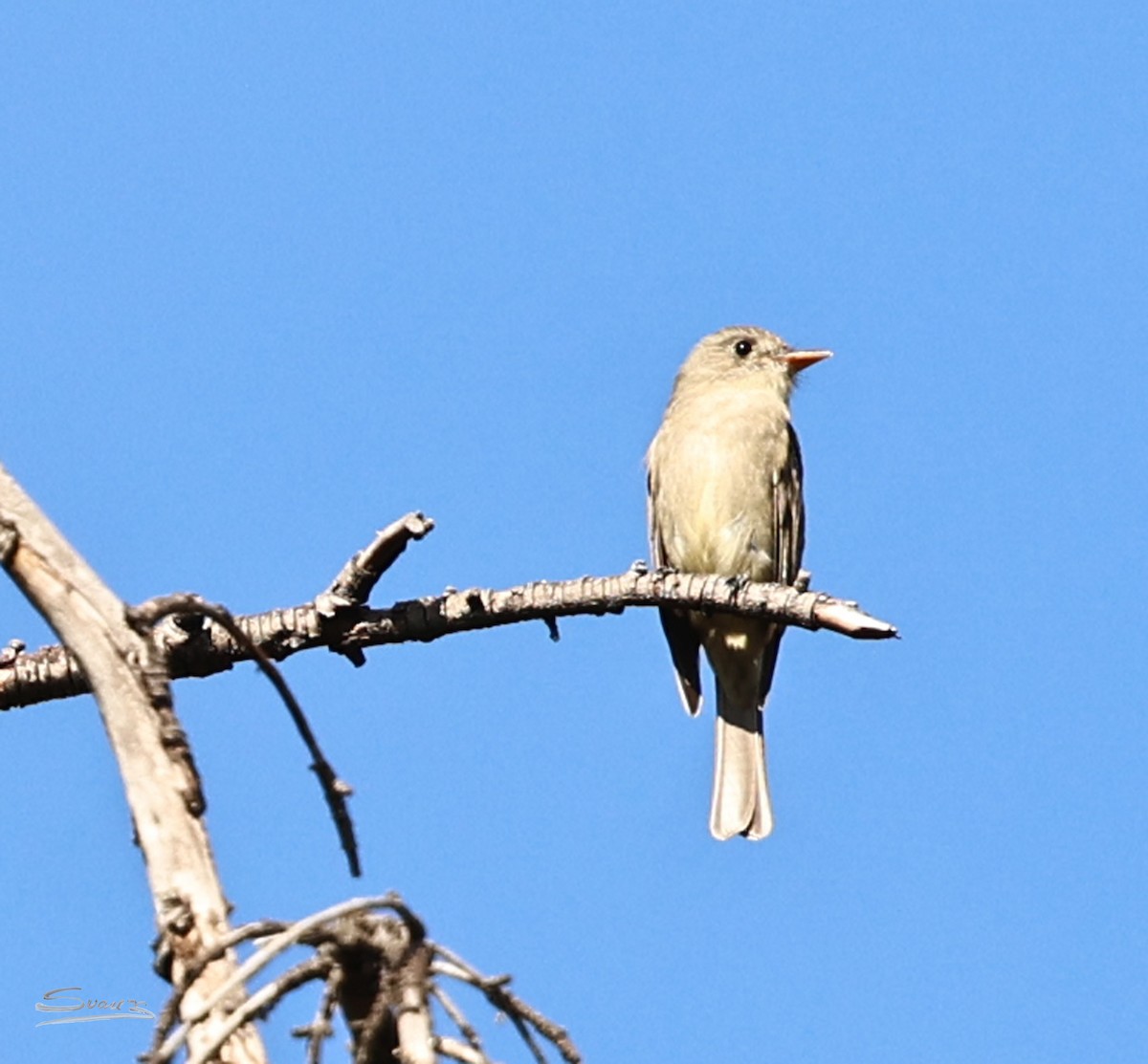 Greater Pewee - ML646934300