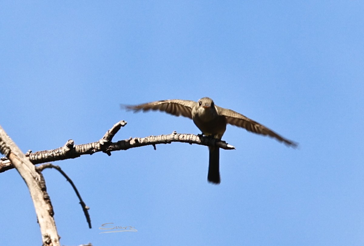 Greater Pewee - ML646934301