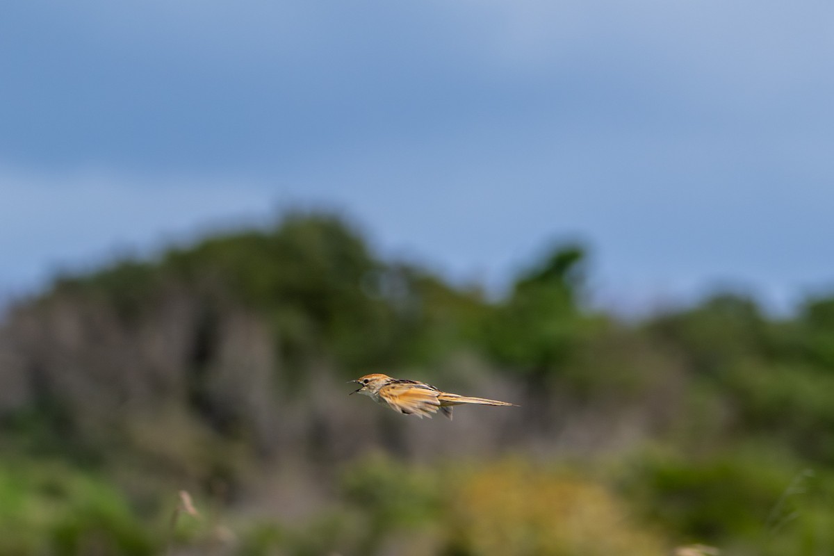 Матата руда - ML646934303