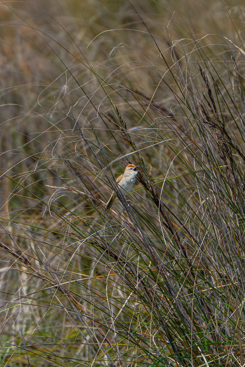 Матата руда - ML646934304